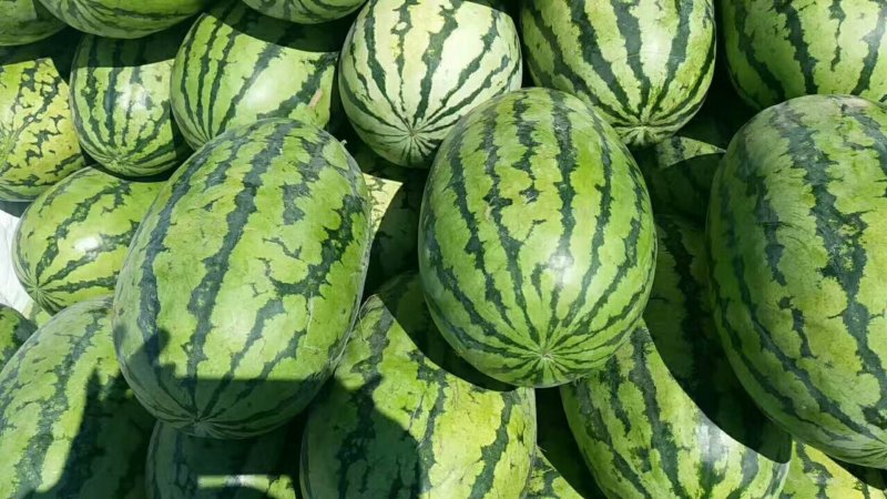 大量供货【徐哥】新彊安农2号西瓜俗称炮蛋瓜个头大甜度高