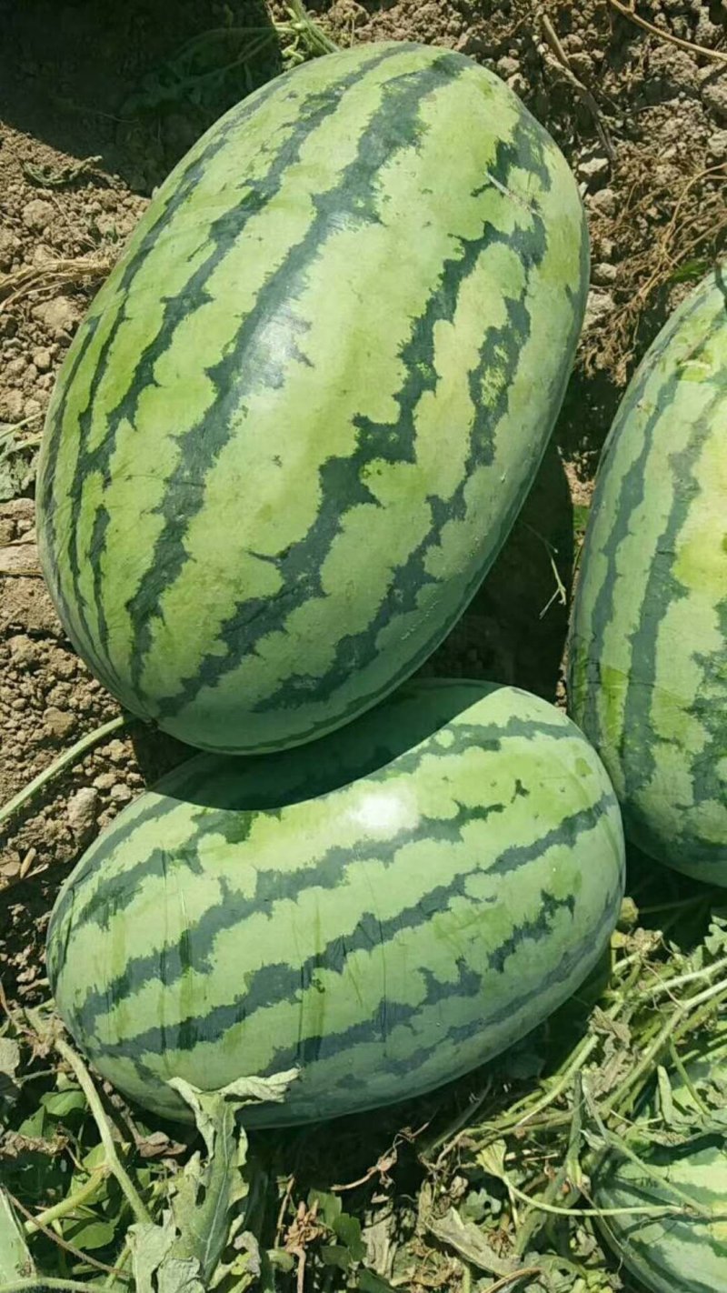 大量供货【徐哥】新彊安农2号西瓜俗称炮蛋瓜个头大甜度高