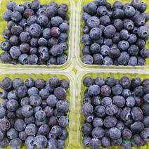 农家野生蓝莓低价销售