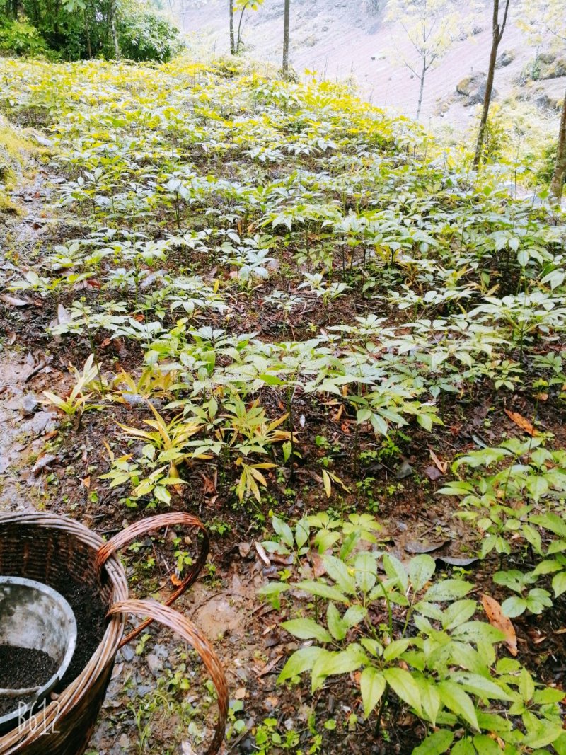 恩施富硒竹节参