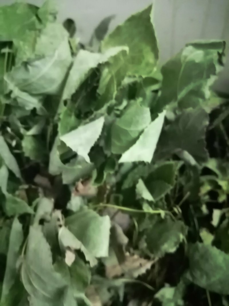 淫羊藿，仙灵脾供应