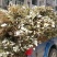 淫羊藿，仙灵脾供应