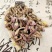 冬花款冬花蜜炙冬花供应上千种中药材一站购