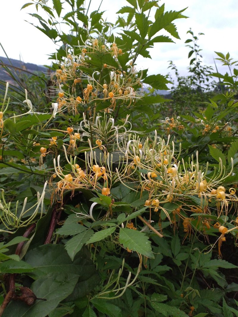 纯野生金银花