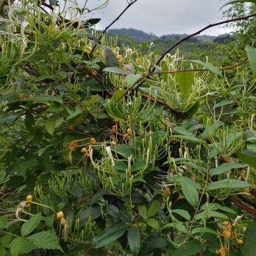 纯野生金银花