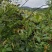 纯野生金银花
