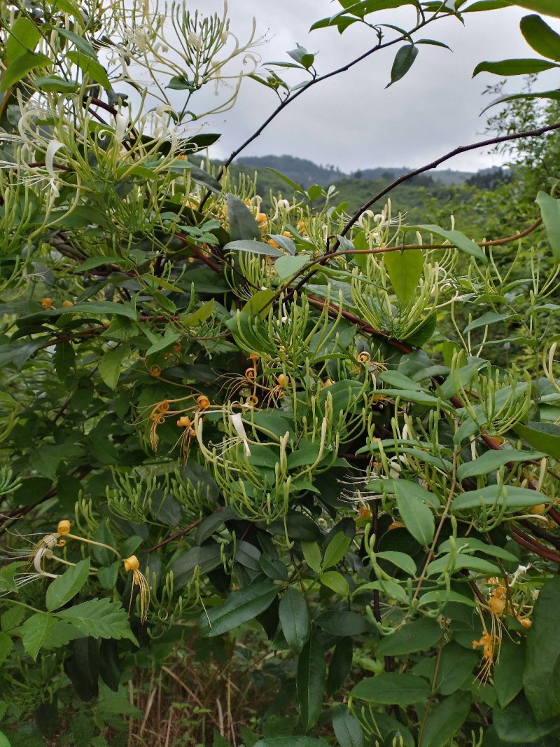 纯野生金银花