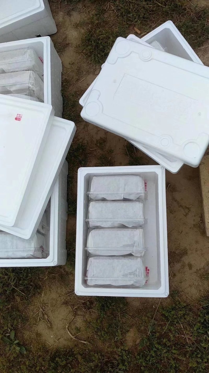 陕西澄城樱桃美早车厘子产地代办供应电商一件代发代加工落地