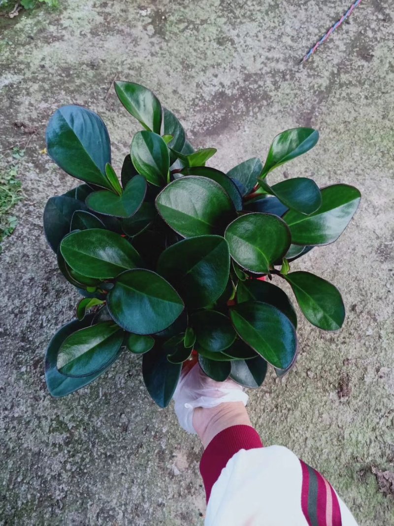 碧玉，紫边碧玉，基地直供