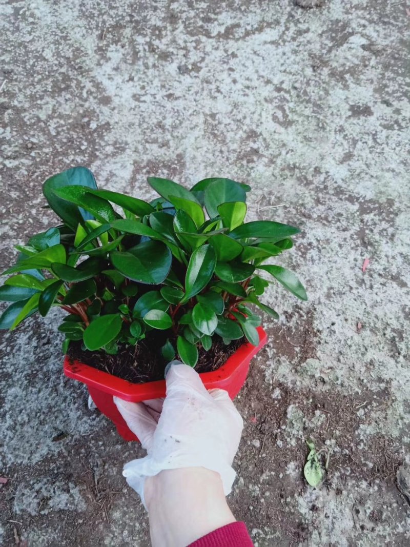 碧玉，紫边碧玉，基地直供