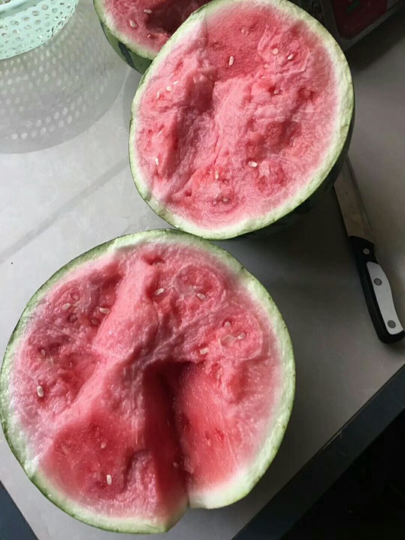 8424西瓜