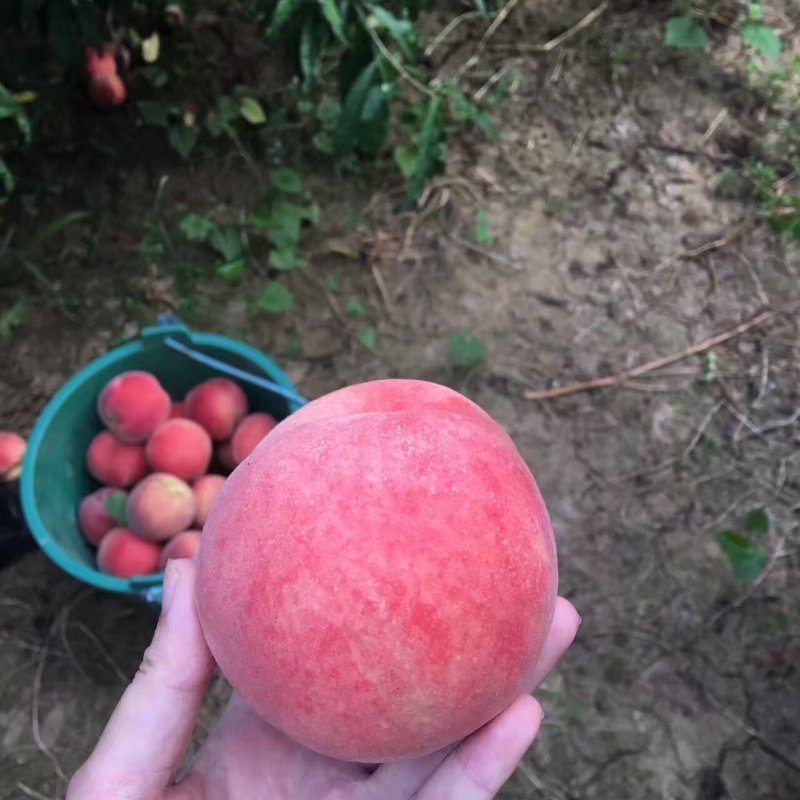 黄桃芒芒桃白肉水蜜桃产地代办供应社区团电商一件代发
