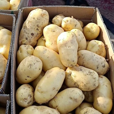 土豆精品3两以上精品货源土豆3两以上西瓜红龙