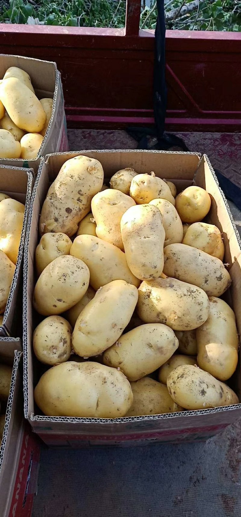土豆精品3两以上精品货源土豆3两以上西瓜红龙