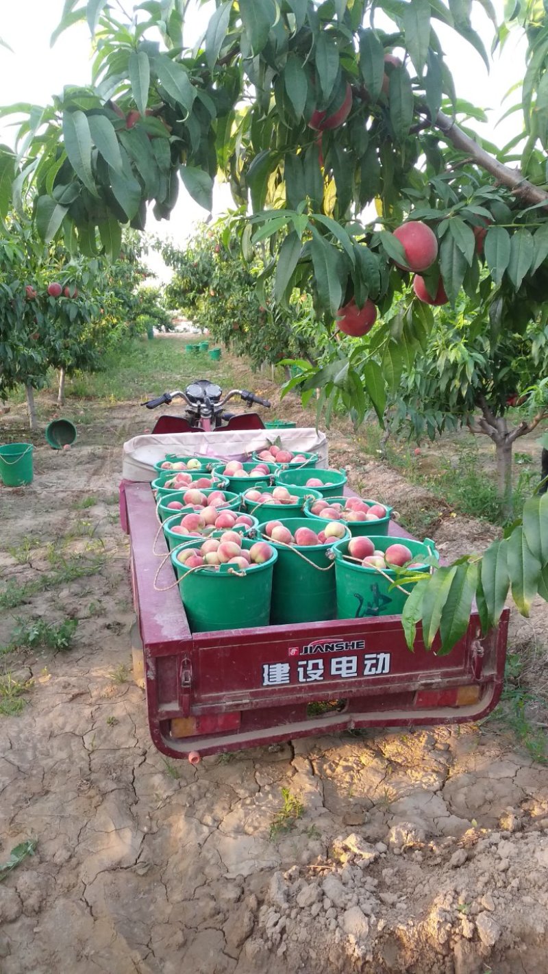 黄桃芒芒桃白肉水蜜桃产地代办供应社区团电商一件代发