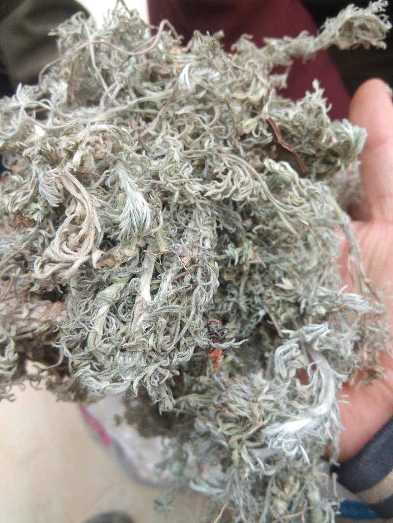 高含量茵陈