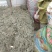 高含量茵陈