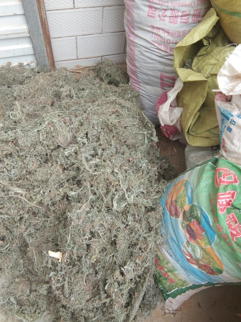高含量茵陈