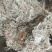 高含量茵陈