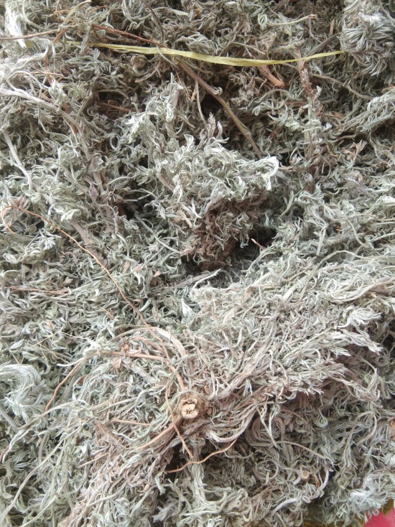 高含量茵陈