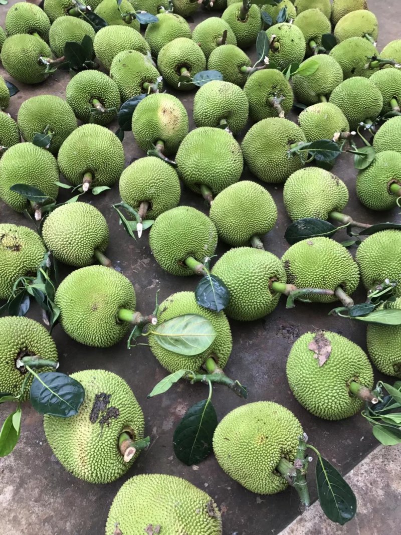 菠萝蜜，珍珠菠萝蜜，专业代办，随时欢迎老板来采购