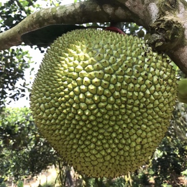 菠萝蜜，珍珠菠萝蜜，专业代办，随时欢迎老板来采购