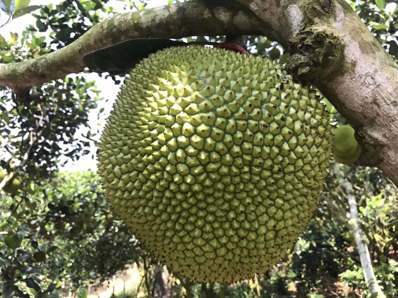 菠萝蜜，珍珠菠萝蜜，专业代办，随时欢迎老板来采购