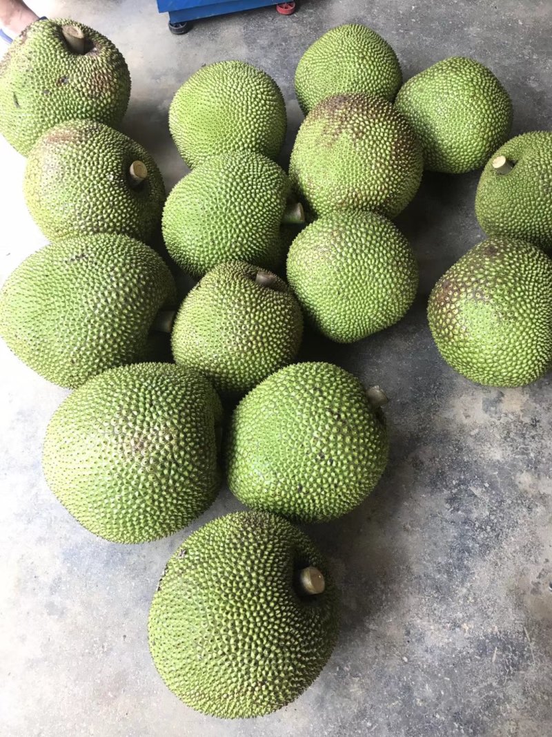 菠萝蜜，珍珠菠萝蜜，专业代办，随时欢迎老板来采购