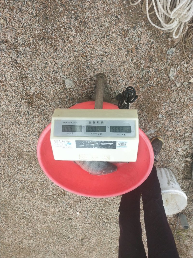 罗非鱼