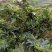 江津鲜花椒