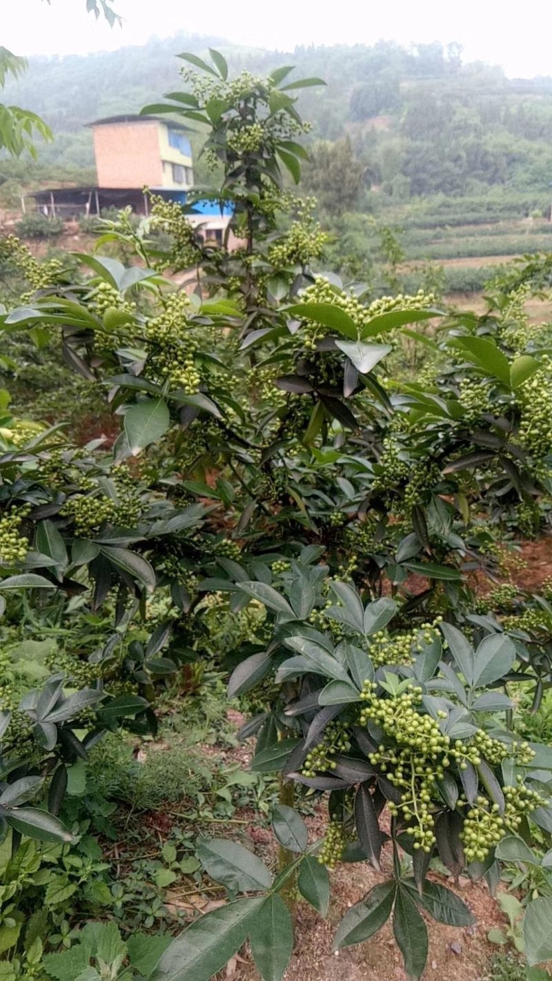 江津鲜花椒