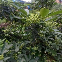 江津鲜花椒