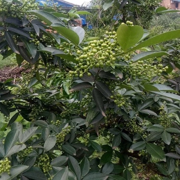 江津鲜花椒