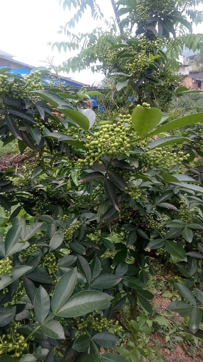 江津鲜花椒