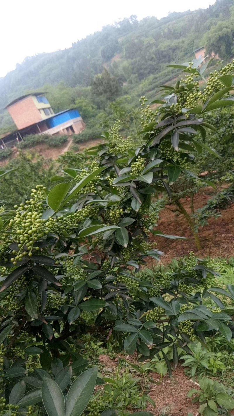 江津鲜花椒