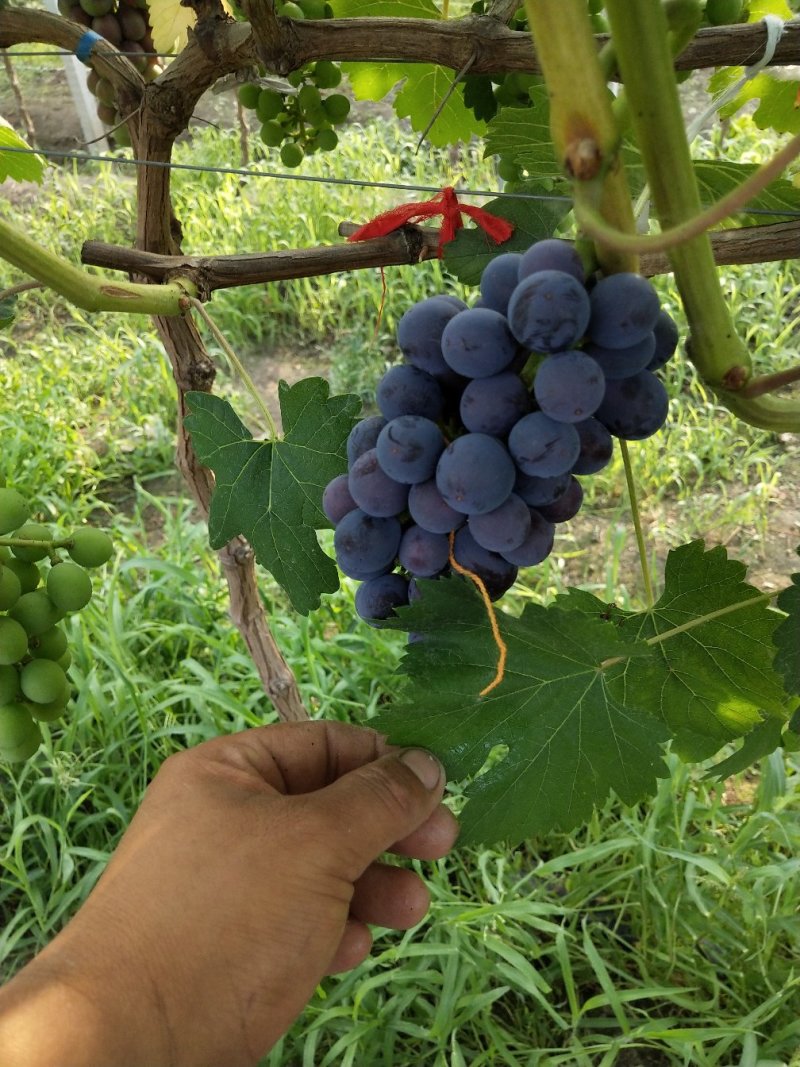 江苏万亩，葡萄夏黑巨峰6月上旬大量上市