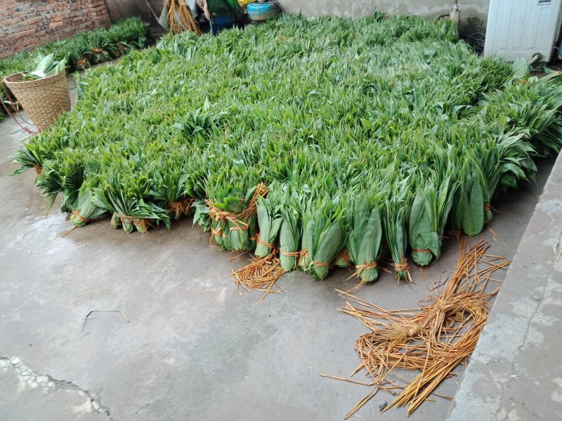 粽叶子，鲜货，欢迎订货