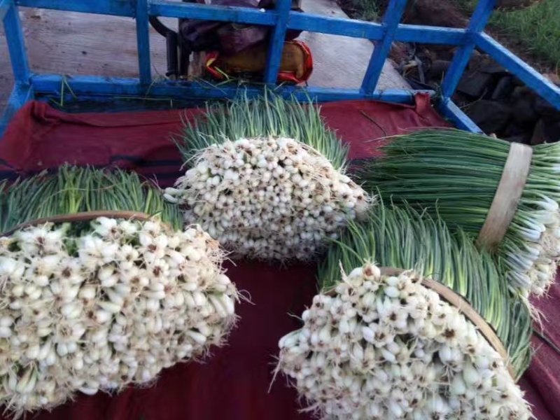 四季小葱（徐闻县特产好看又好吃）
