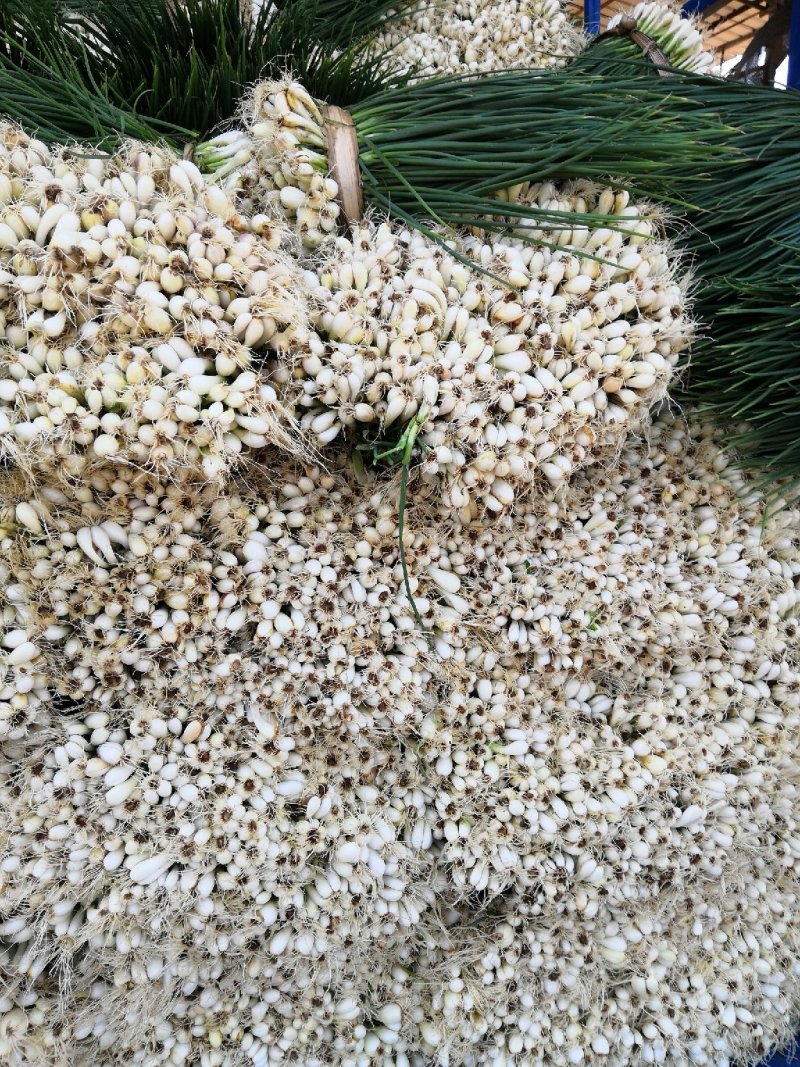 四季小葱（徐闻县特产好看又好吃）