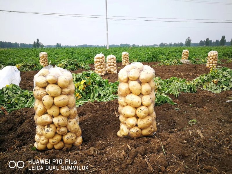 南阳基地黄心土豆大量上市中二俩起，六一大量供应