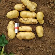 新沃土5号，土豆荷兰十五，806等都是黄心的，一手货源。