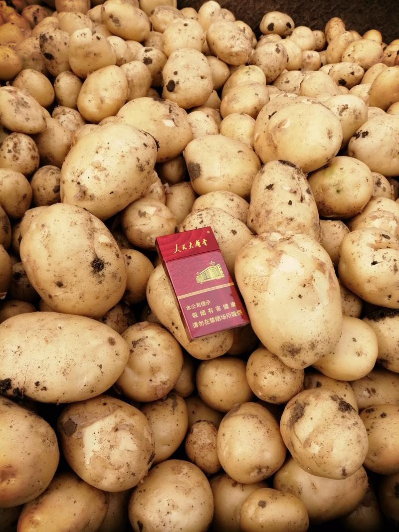 南阳大量供应精品土豆黄心沃土荷兰土豆超市市场