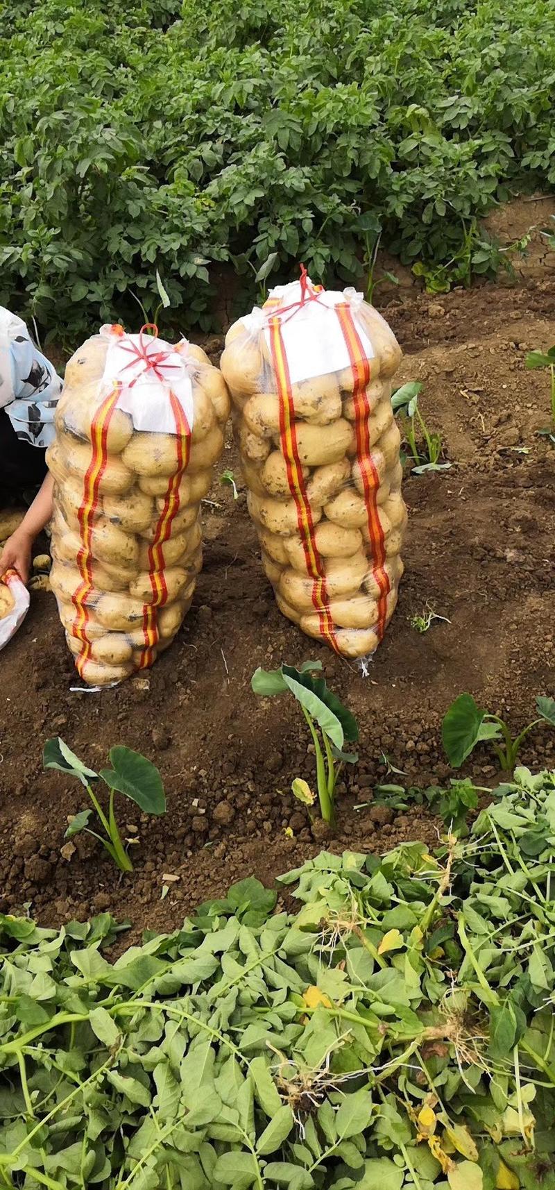 南阳大量供应精品土豆黄心沃土荷兰土豆超市市场