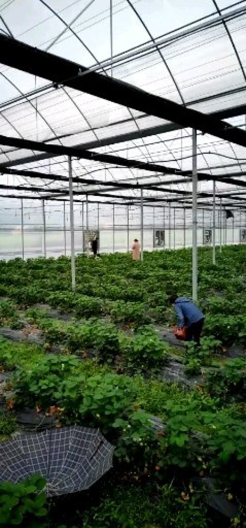厂家定制连体大棚规格齐全，坚固耐用，价格实惠，包邮包安装