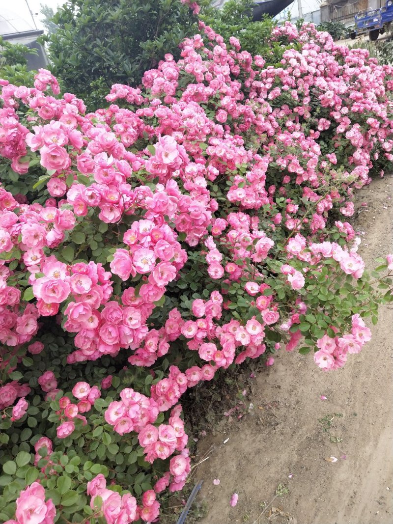 爬藤月季开花机器安吉拉花量大适合做花墙花架拱门好栽易活。