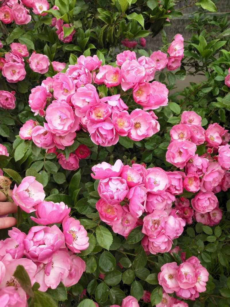 爬藤月季开花机器安吉拉花量大适合做花墙花架拱门好栽易活。