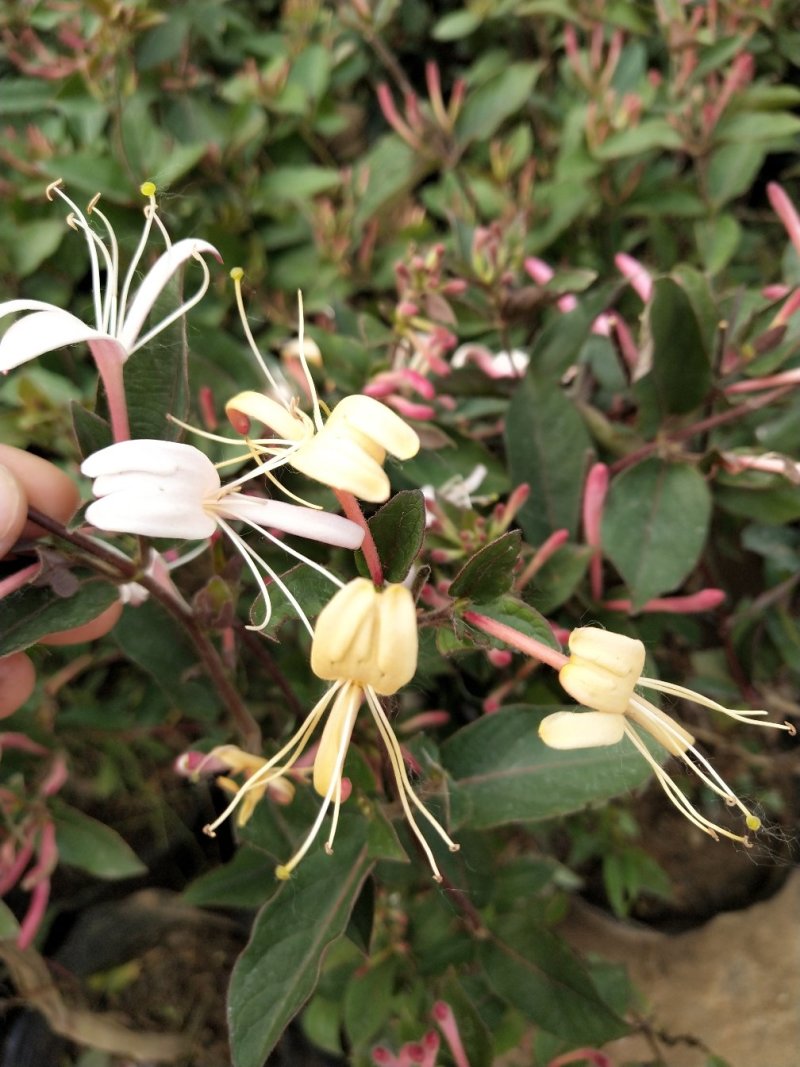 金银花爬藤植物，黄色、红色可选，花量大，好管理