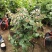 金银花爬藤植物，黄色、红色可选，花量大，好管理
