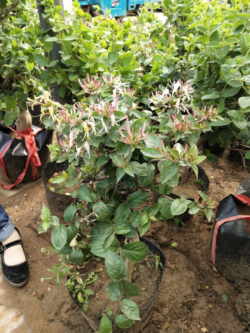 金银花爬藤植物，黄色、红色可选，花量大，好管理