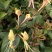金银花爬藤植物，黄色、红色可选，花量大，好管理